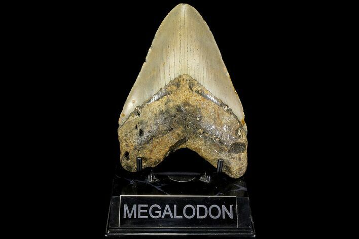 Fossil Megalodon Tooth - North Carolina #109786